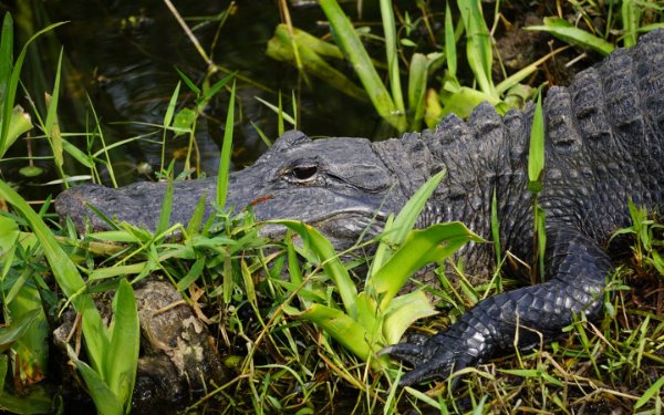 Cocodrilo de los Everglades en hierba