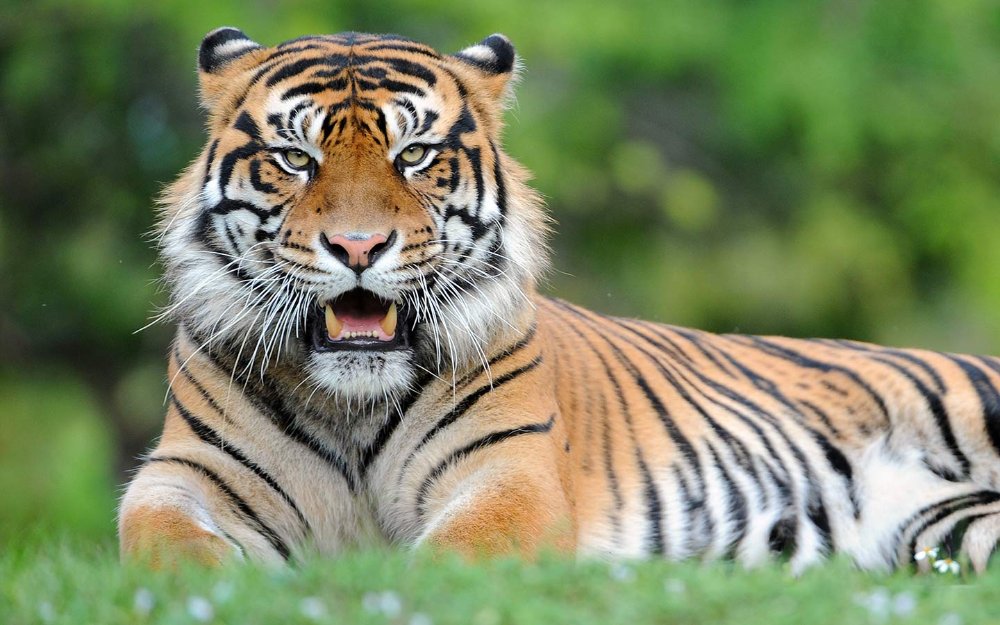 tigre de sumatra en Zoo Miami