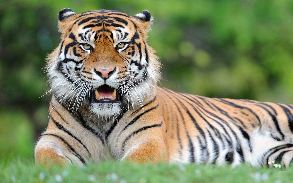 Sumatran tiger at Zoo Miami
