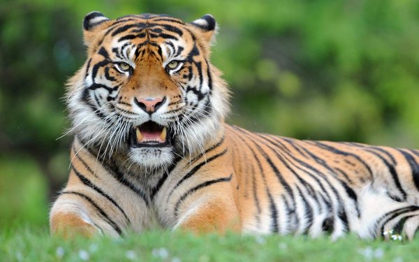 Sumatran tiger at Zoo Miami