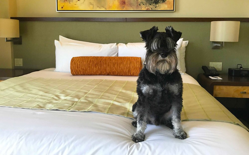 Pet-friendly Hotels in Miami and Miami Beach