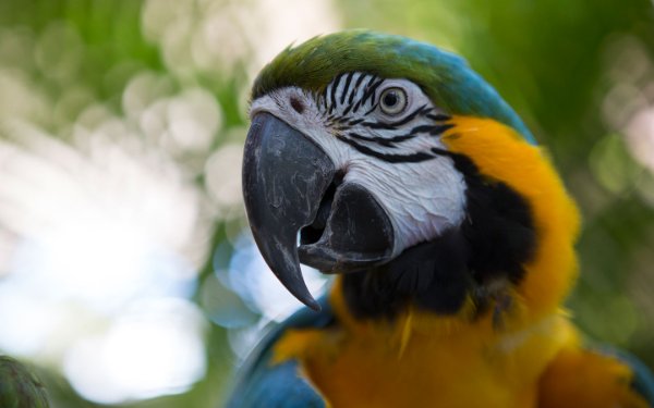 Arara azul e dourada em Jungle Island