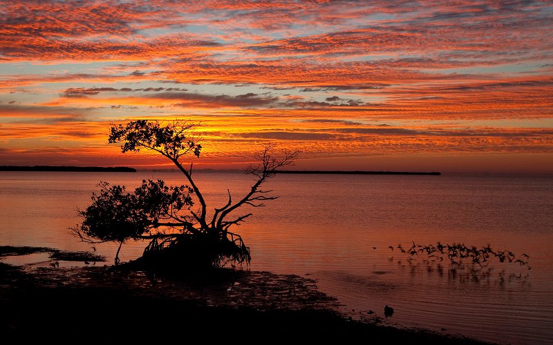 Sunset and birds over the water in the Everglades