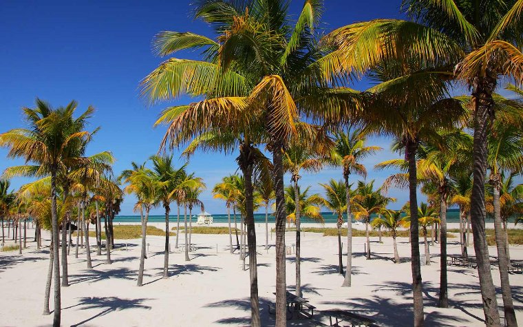 View of Crandon Park Beach and palm trees