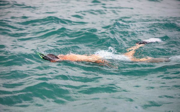 Snorkeler apreciando a vista subaquática