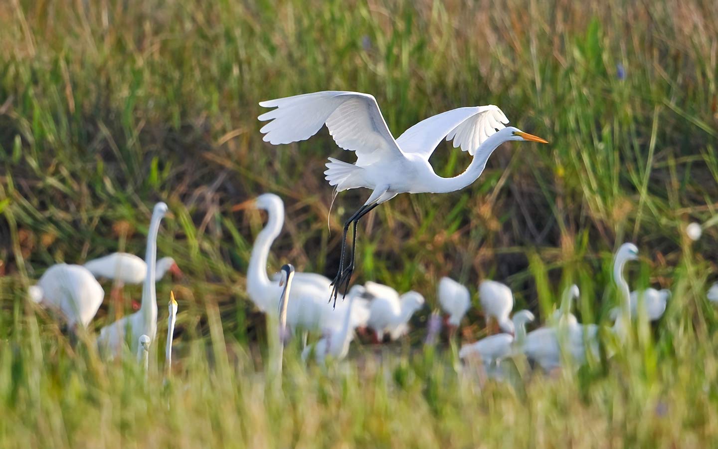 Egrets nan Everglades yo