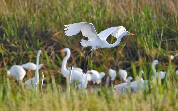 Oiseaux dans les Everglades