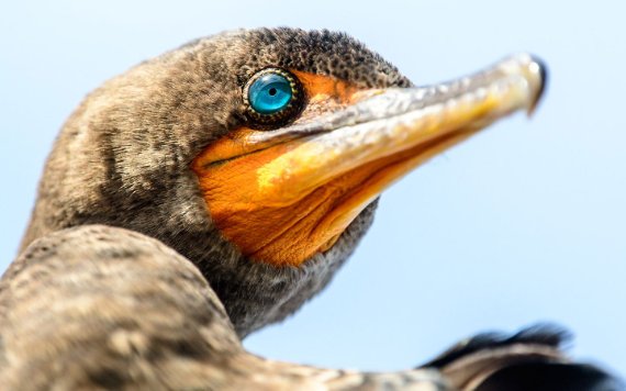 Uccello nelle Everglades