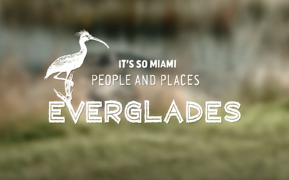 It's So Miami: Everglades