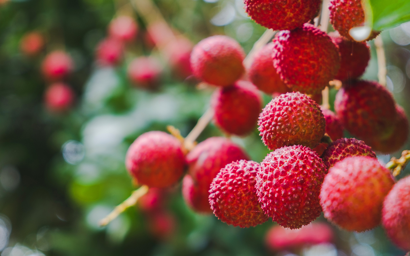 Close-up of fresh lychees hanging from a tree Close-up of fresh lychees hanging from a tree