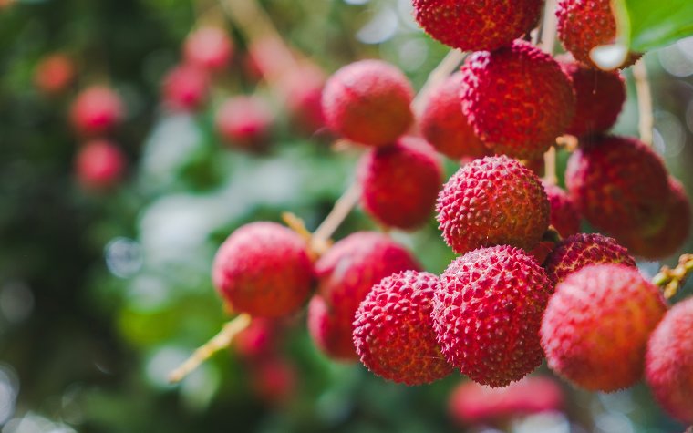 Close-up of fresh lychees hanging from a tree
