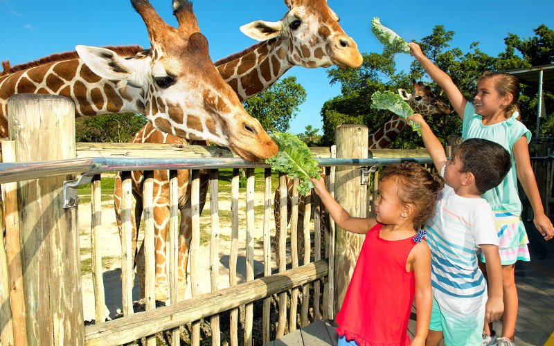 Kids feeding the giraffes at Zoo Miami