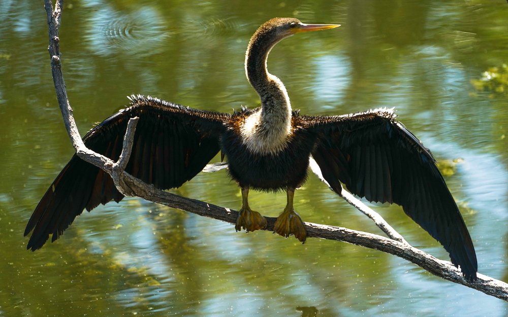 Anhinga 在大柏树上晒翅膀