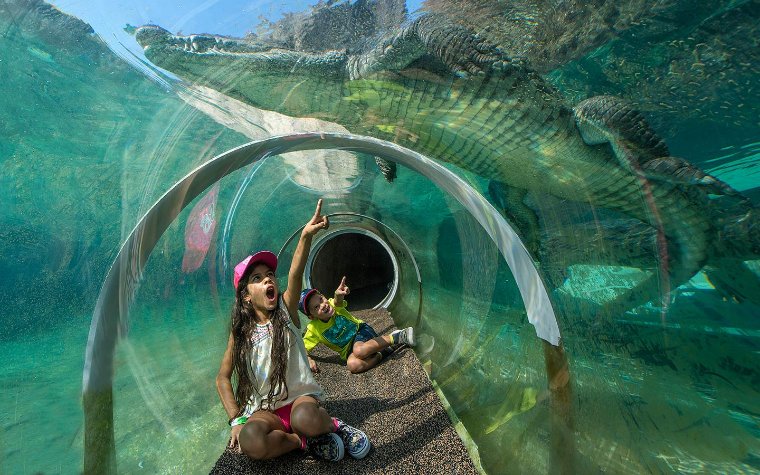 Kids in Zoo Miami's viewing tube looking at a crocodile