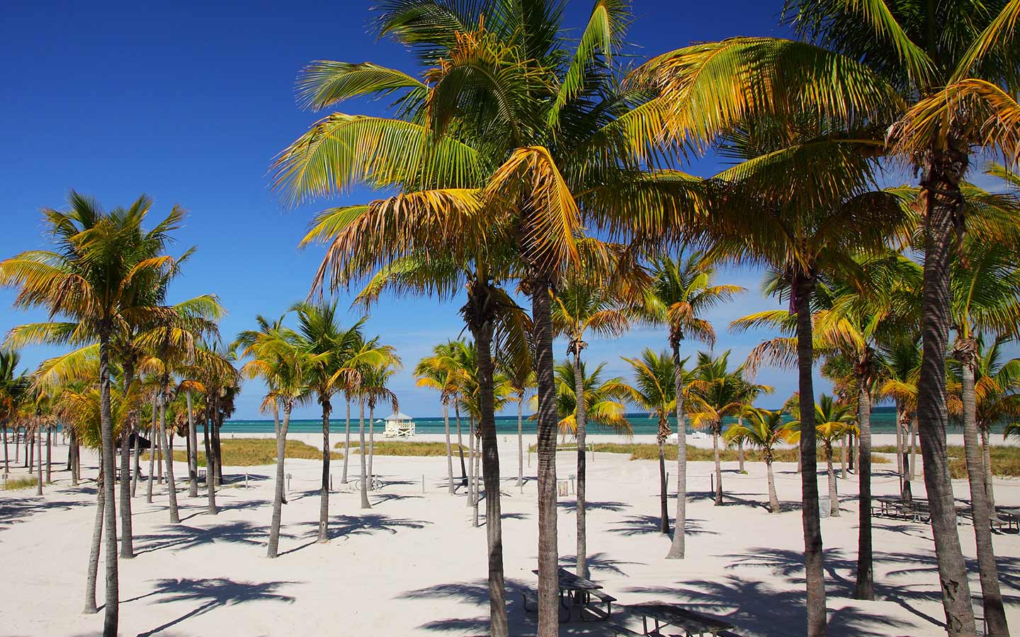 Crandon Park featuring pristine sandy beaches lined with tall, shady palm trees, offering a perfect spot for relaxation