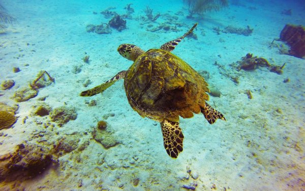 Meeresschildkröte, die im Ozean schwimmt