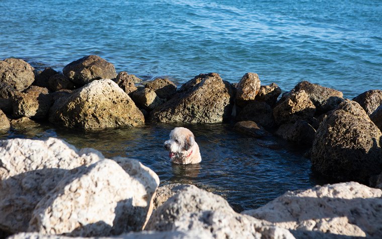 Dog playing in the water at South Pointe Park