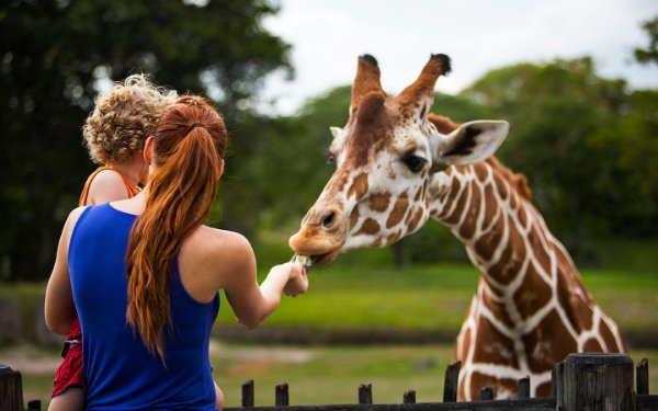 Мать и ребенок кормят жирафа в Zoo Miami