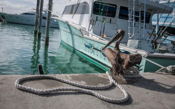 Pelícano secando sus alas junto a un barco atracado en el puerto deportivo