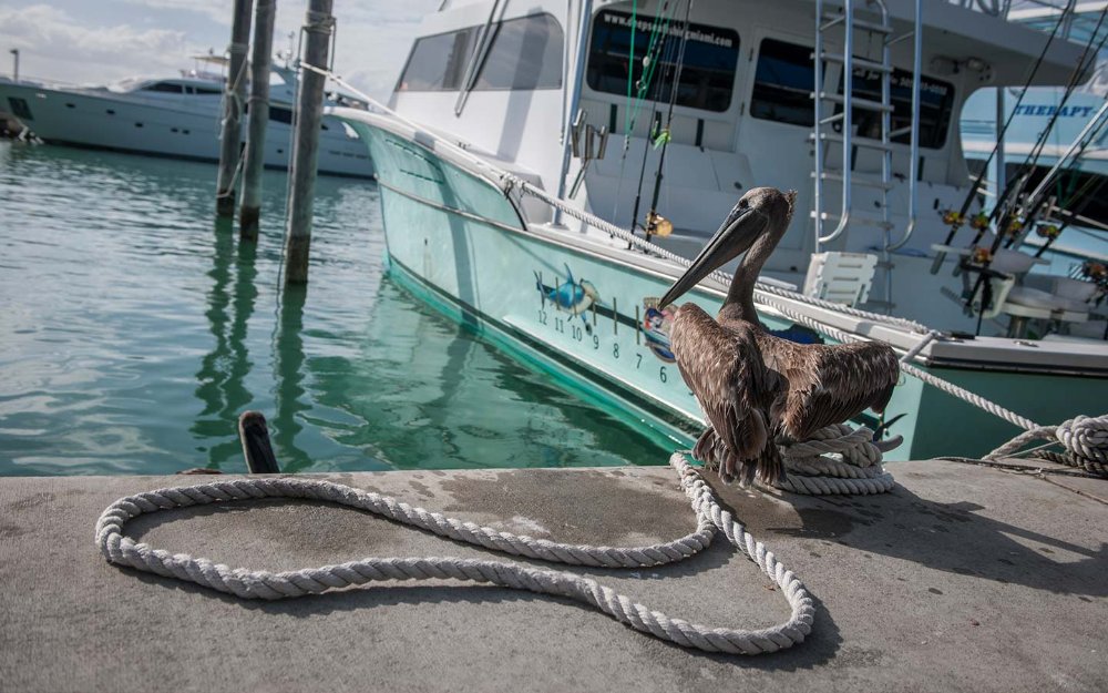 Pelican ap siye zèl li yo bò kote yon bato ke nan marina a