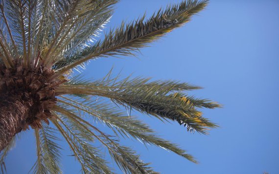 Palme