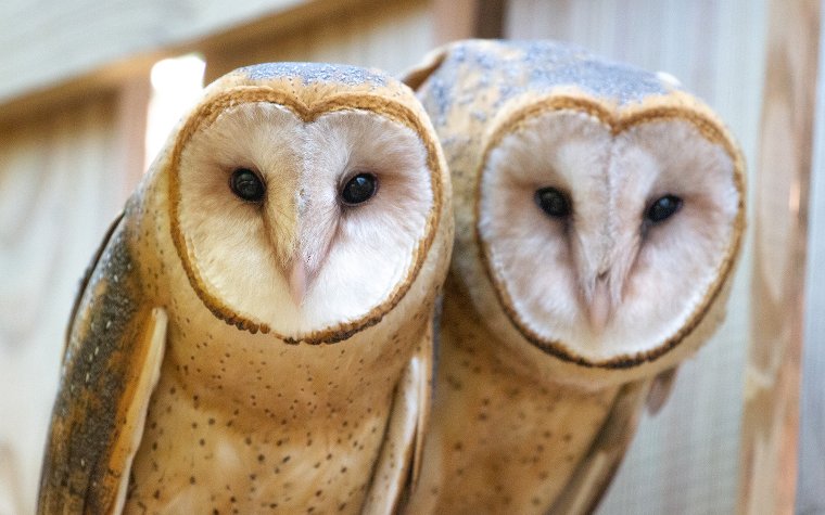 Barn owls, photo by Pelican Harbor Seabird Station