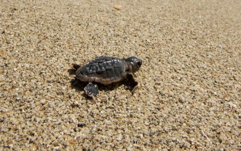 Sea Turtle Nesting Conservation
