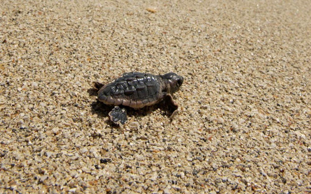 Tartaruga bebê na areia