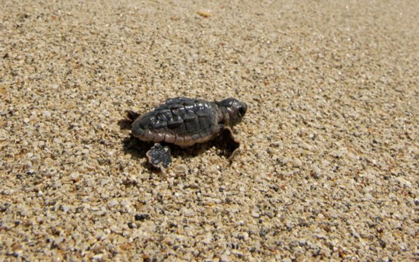 Baby-Meeresschildkröte im Sand