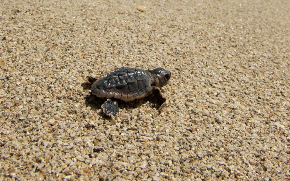 Baby Sea Turtle on the Sand