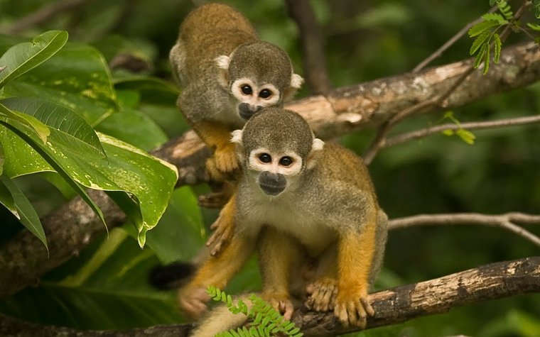 Two squirrel monkeys sitting closely together at Monkey Jungle