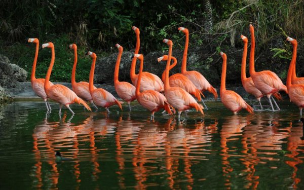 Flamingos k ap mache nan Zoo Miami