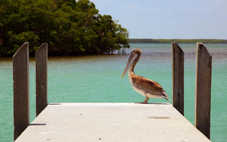 Pelican on the dock at Carandon Park