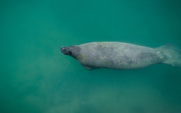 Manatí nadando enBiscayne National Park