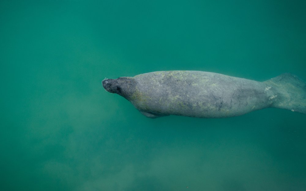 Manatee swimming in Biscayne National Park