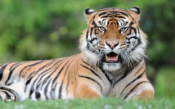 Tigre de Sumatra em Zoo Miami