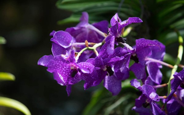 紫色兰花在Fairchild Tropical Botanic Garden