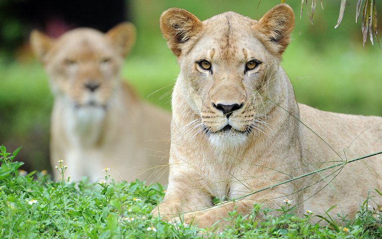 Lioness in the grass Lioness in the grass