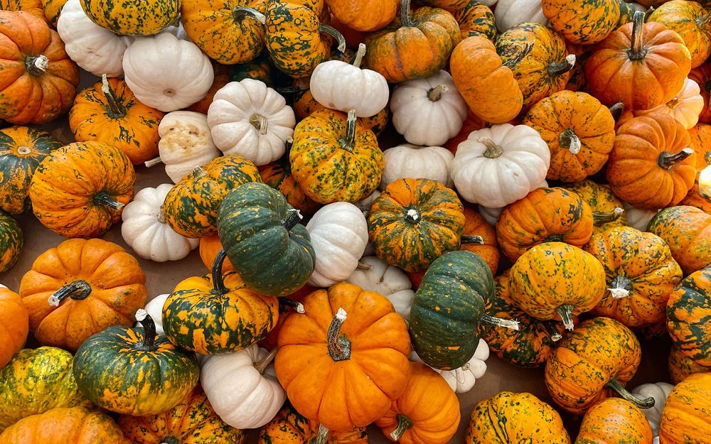 Colorful pumpkins in various shades and sizes