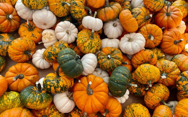 Variety of colorful pumpkins