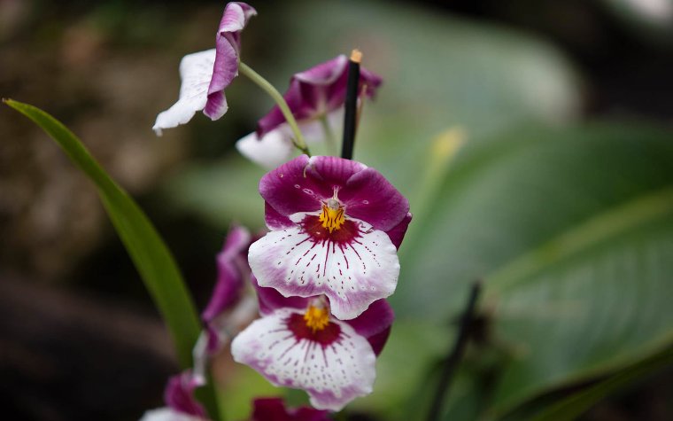 Purple & white orchid blooming showing it's vibrant colors Fairchild Tropical Botanic Garden