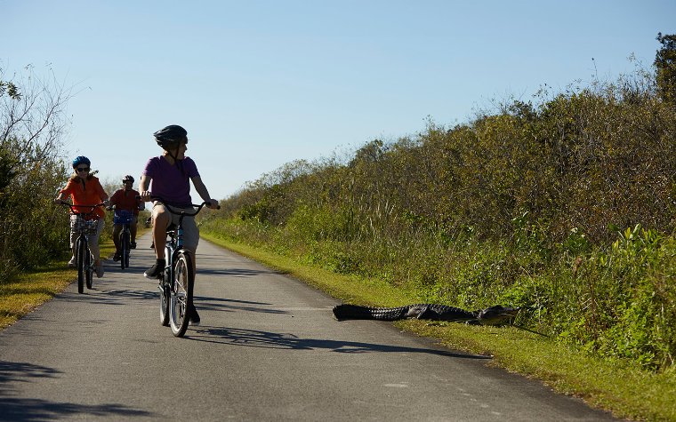 Family bicycling by an alligator at Everglades National Park