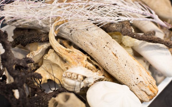 Driftwood e biscotto di sabbia a Crandon Park