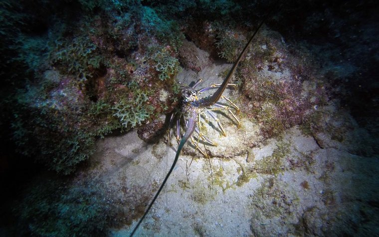 Lobster peeking out from under a rock Lobster peeking out from under a rock