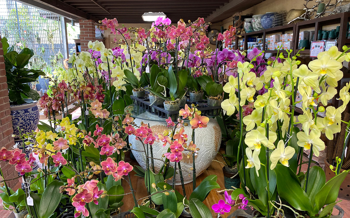 Orchid varieties on display at RF Orchids
