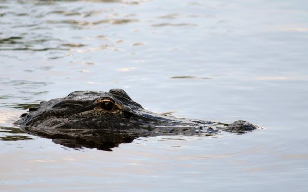 Alligator dans l'eau
