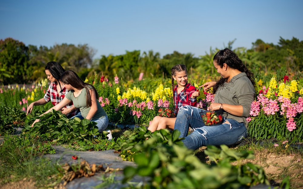 Gruppe pflückt Erdbeeren auf der Burrs Berry Farm