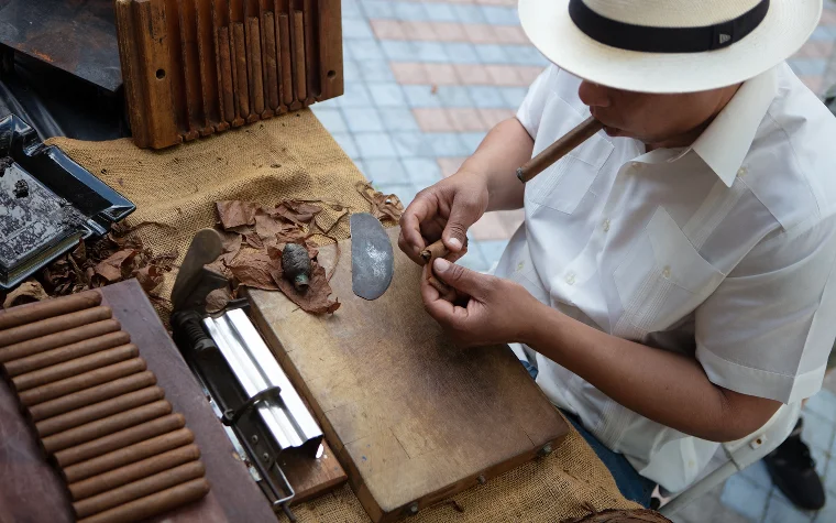 Cigar maker cutting and preparing the leaf to roll the cigars Cigar maker cutting and preparing the leaf to roll the cigars