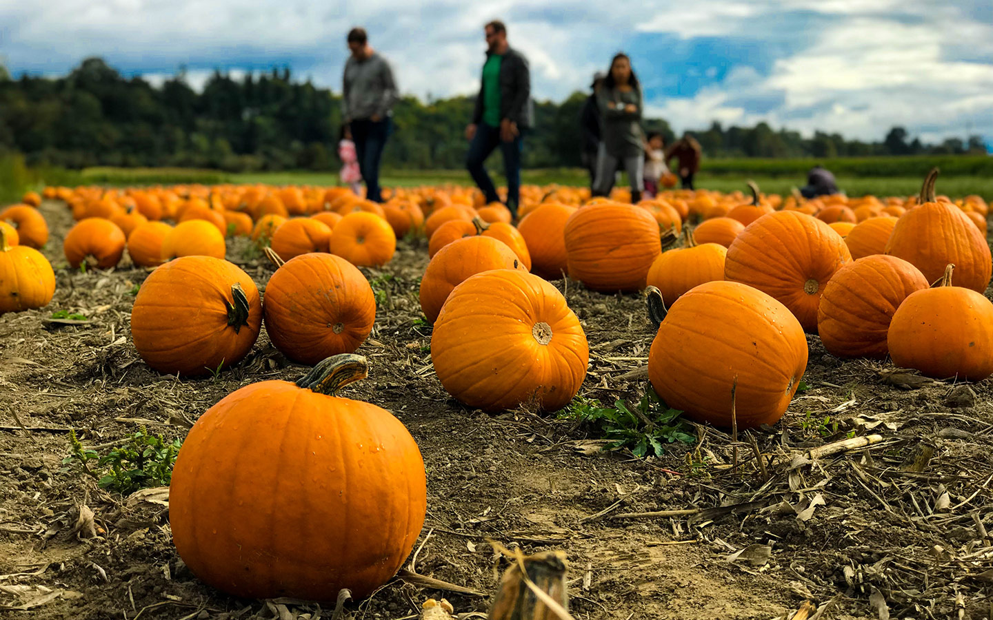 Pumpkin patch