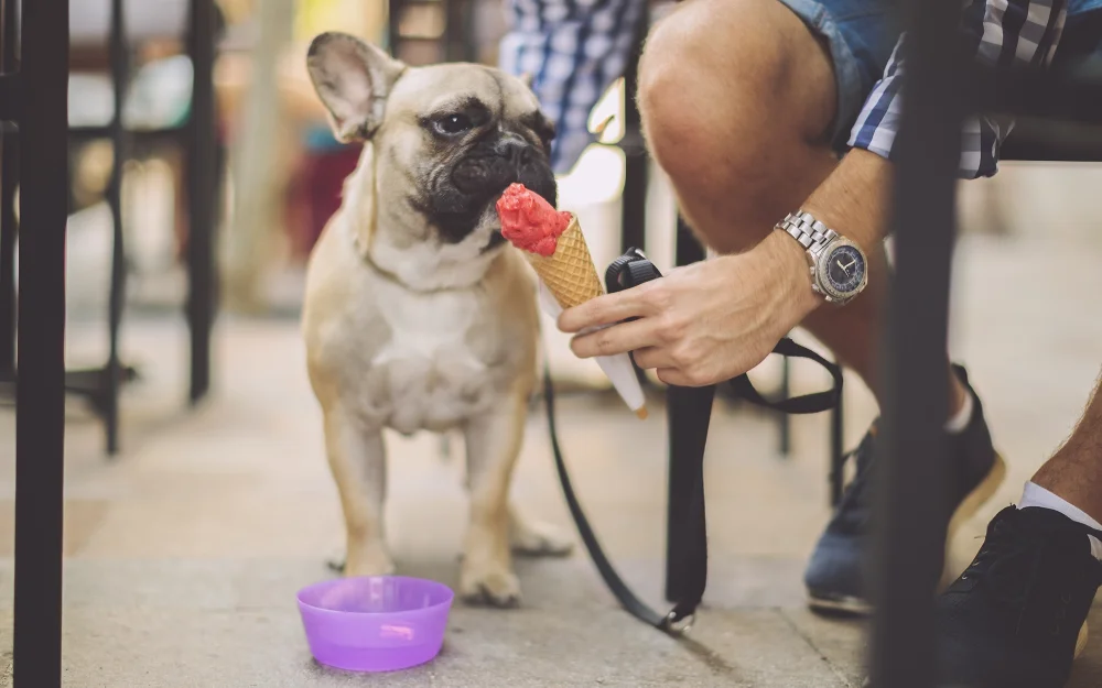 French Bulldog eating an ice cream cone